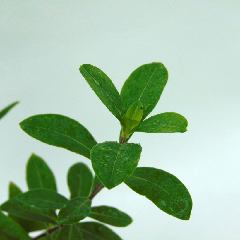 Phlox divaricata Clouds of Perfume (Foliage)