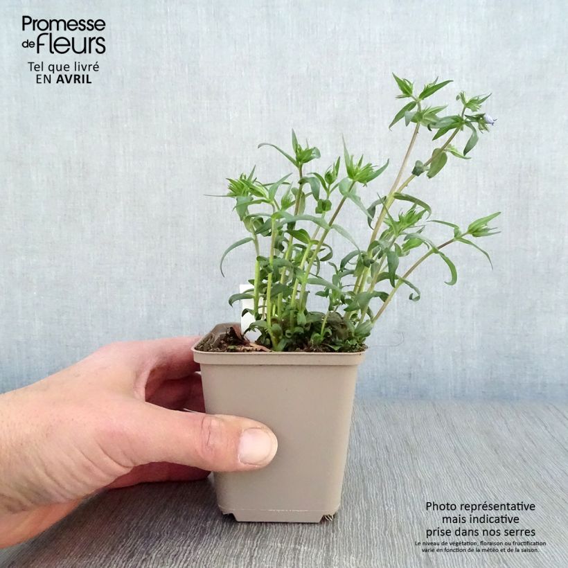 Example of Phlox divaricata Clouds of Perfume Vasetto da 8/9 cm as you get in printemps