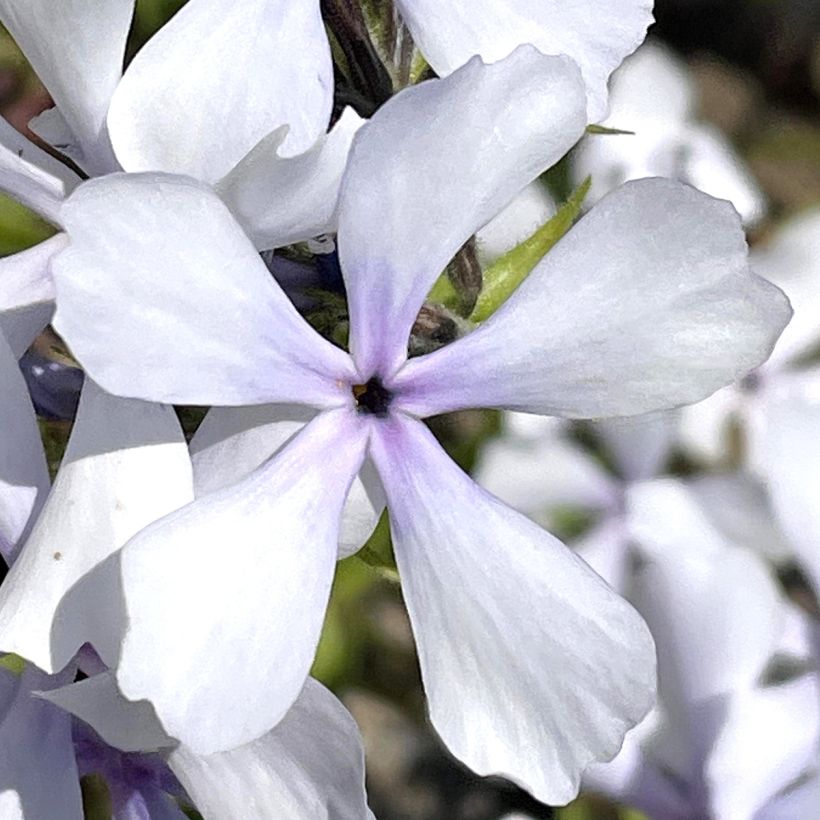 Phlox divaricata Dirigo Ice (Fioritura)