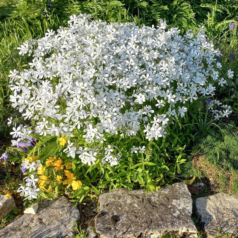 Phlox divaricata White Perfume (Porto)