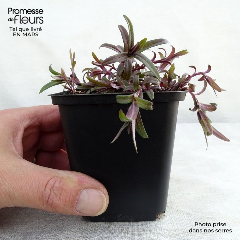 Phlox divaricata White Perfume Vasetto da 8/9 cm esemplare consegnato in primavera