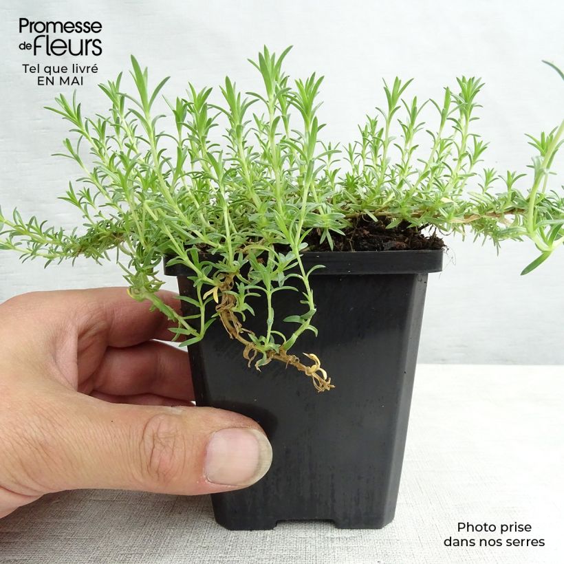 Phlox douglasii Lilac Cloud Vasetto da 8/9 cm esemplare consegnato in primavera