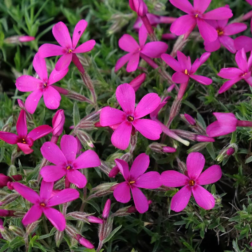 Phlox douglasii Ochsenblut (Fioritura)