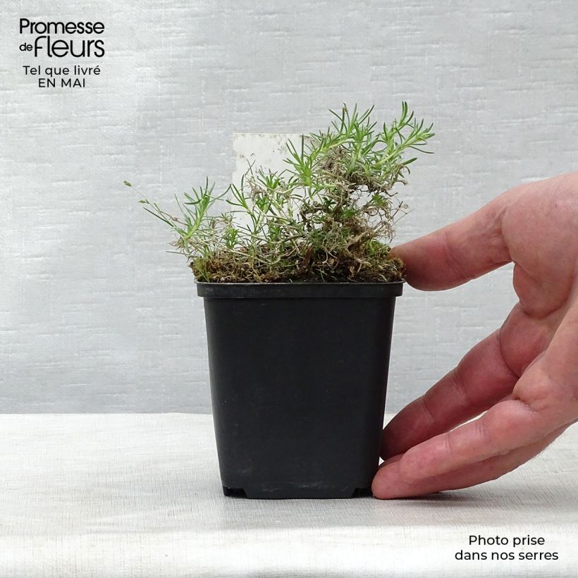 Phlox douglasii Waterloo Vasetto da 8/9 cm esemplare consegnato in primavera