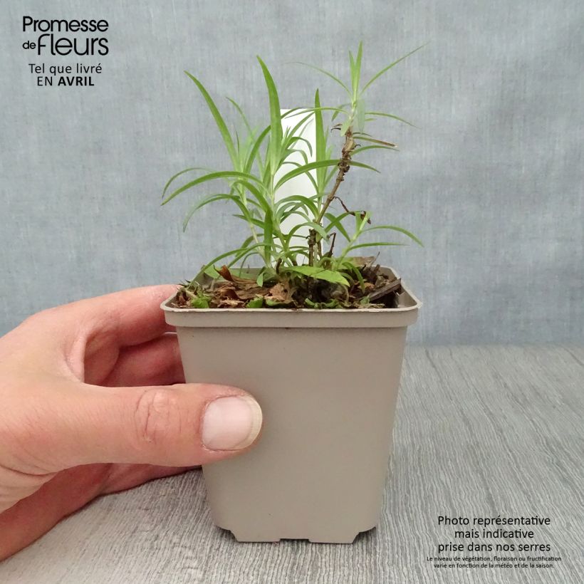 Phlox Forever Pink Vasetto da 8/9 cm esemplare consegnato in primavera