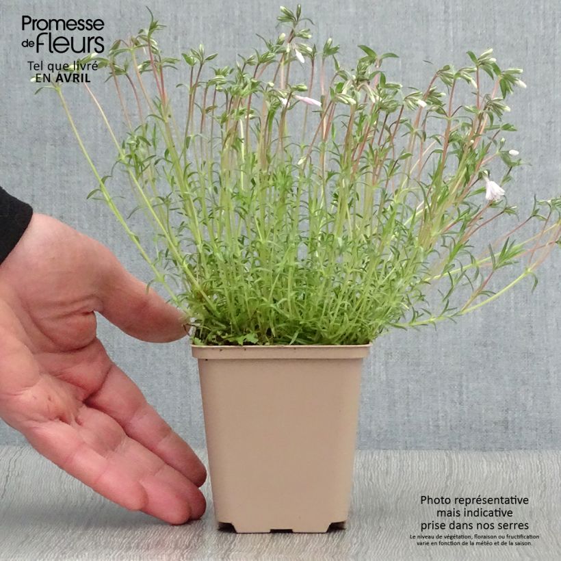 Phlox subulata Candy Stripes - Muscio rosa Vasetto da 8/9 cm esemplare consegnato in primavera