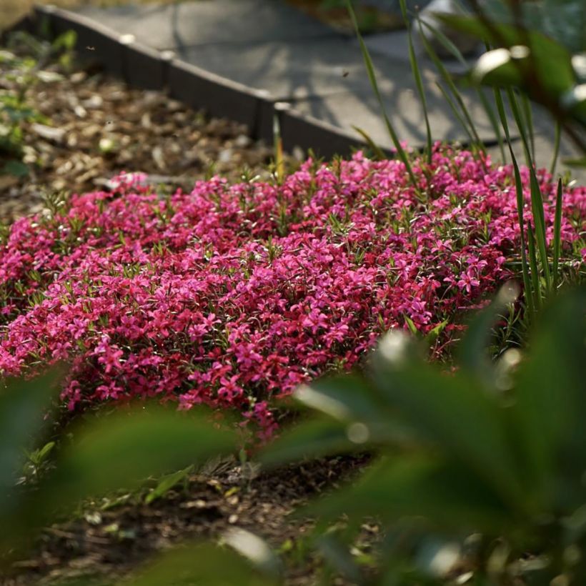 Phlox subulata Scarlet Flame - Muscio rosa (Porto)