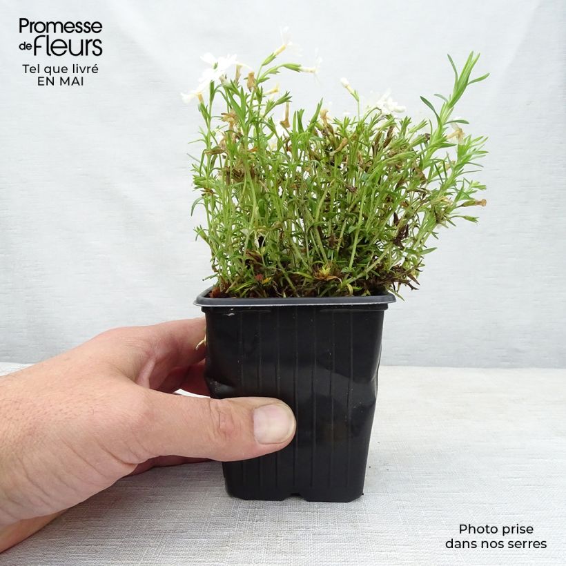 Example of Phlox subulata White Delight - Muscio rosa Vasetto da 8/9 cm as you get in printemps