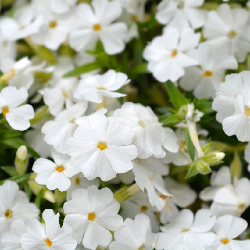 Phlox subulata White Delight - Muscio rosa (Flowering)