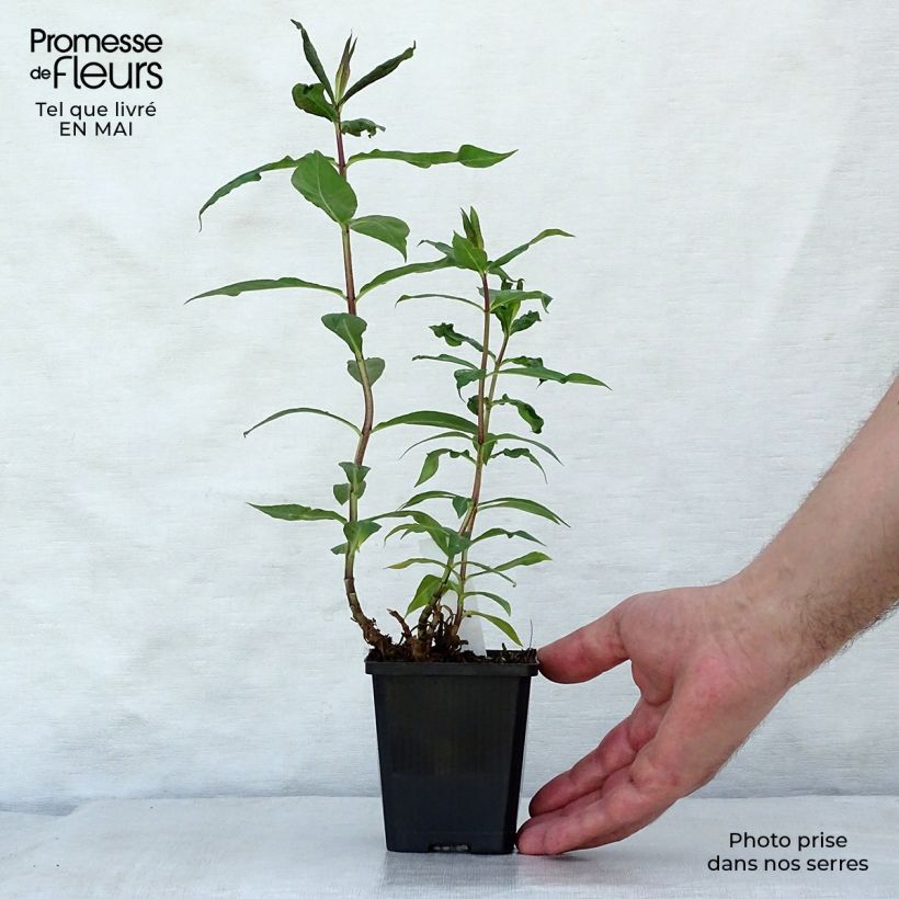 Phlox paniculata Amethyst Vasetto da 8/9 cm esemplare consegnato in primavera