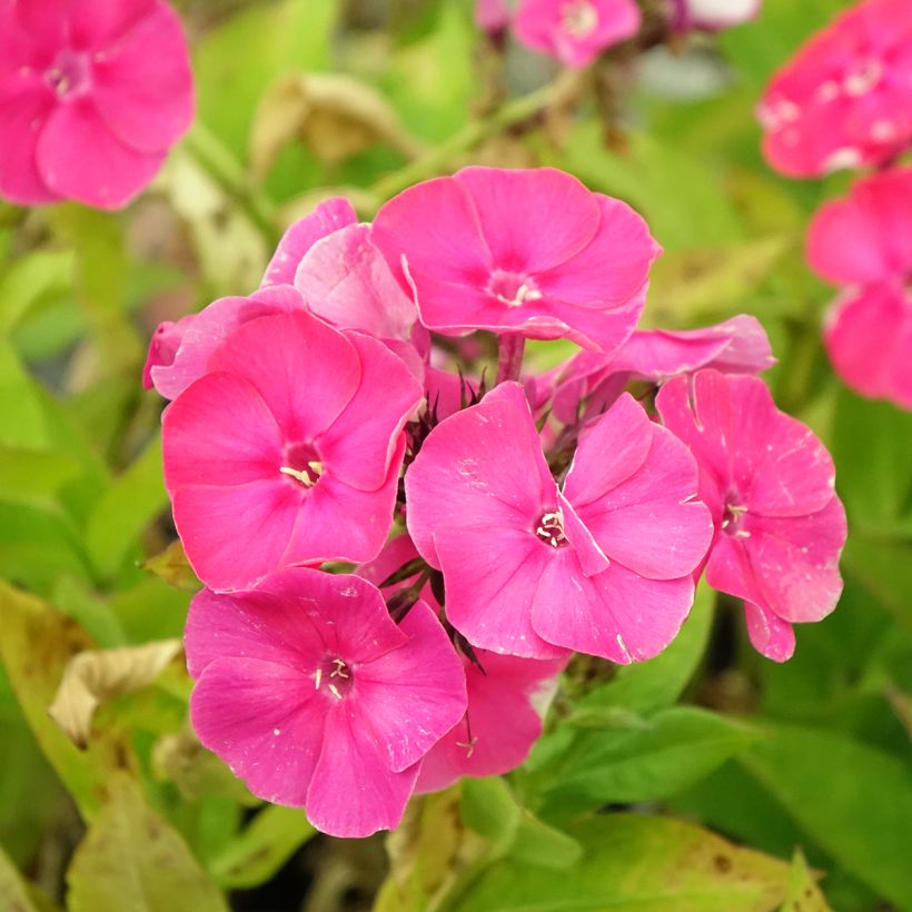 Phlox paniculata Bambini Primadonna (Flowering)