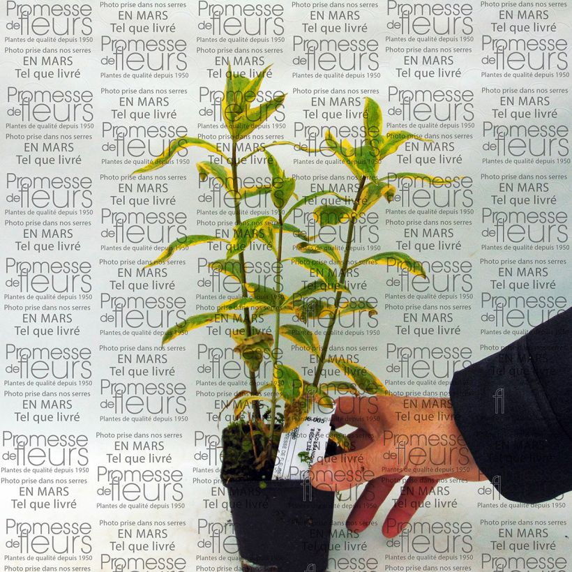 Example of Phlox paniculata Becky Towe Vaso da Ø 10 cm/11 cm as you get