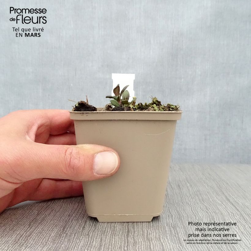 Example of Phlox paniculata Blind Lion Vasetto da 8/9 cm as you get in printemps