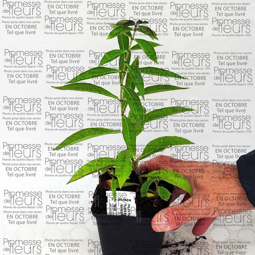 Example of Phlox paniculata Blue Flame Vasetto da 8/9 cm as you get