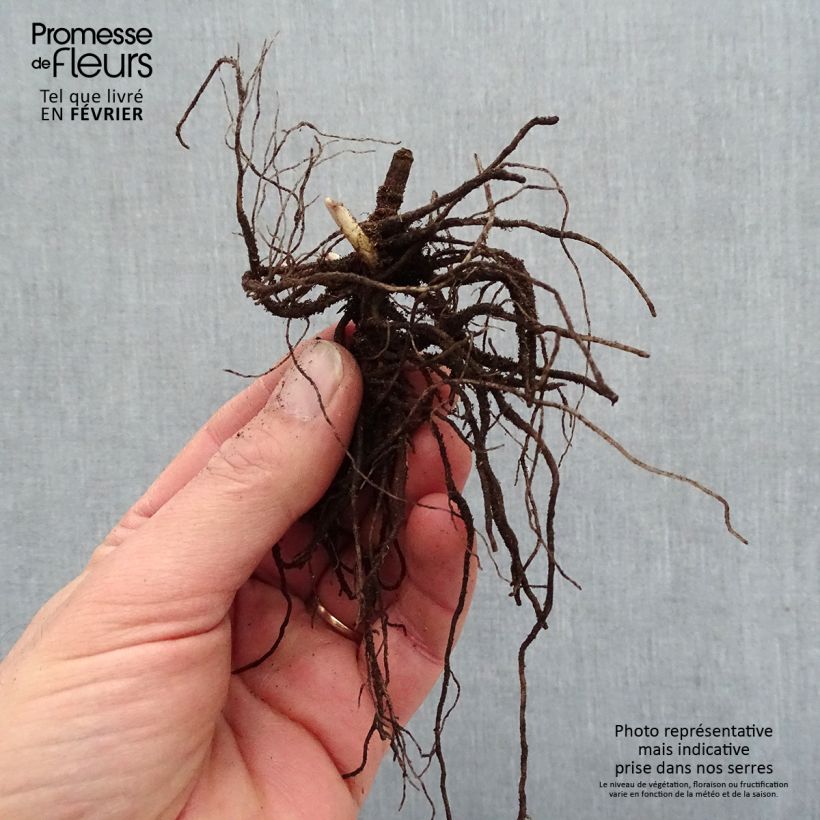 Phlox paniculata Blue Paradise Piante piccole a radice nuda esemplare consegnato in inverno