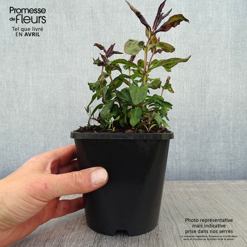 Phlox paniculata Blue Paradise Vaso da 1,5L/2L esemplare consegnato in primavera