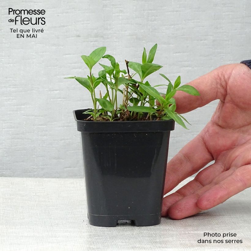 Phlox paniculata Bright Eyes Vasetto da 8/9 cm esemplare consegnato in primavera