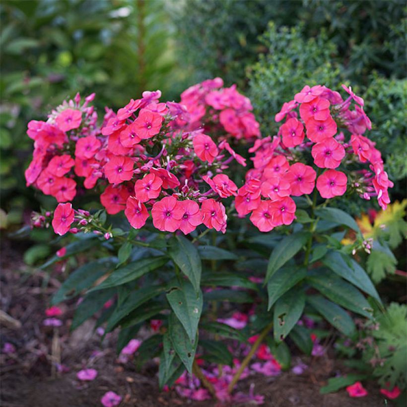 Phlox paniculata Coral Flame (Porto)