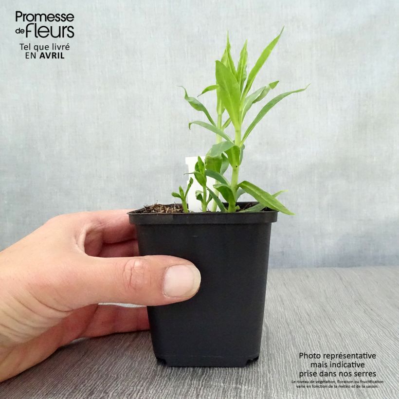 Example of Phlox paniculata David Vasetto da 8/9 cm as you get in printemps