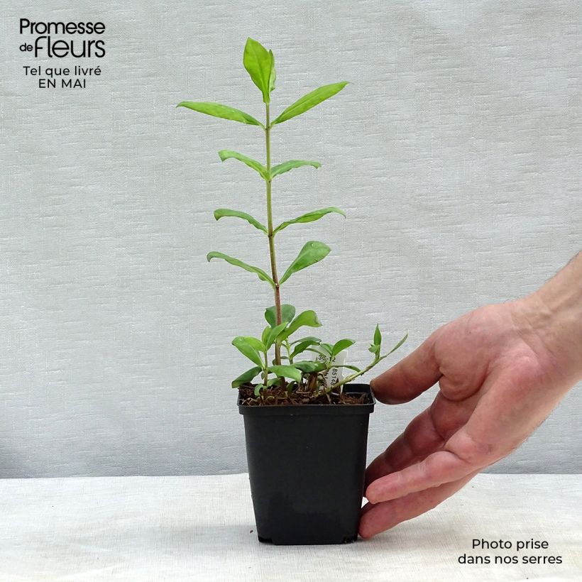 Phlox paniculata Europa Vasetto da 8/9 cm esemplare consegnato in primavera