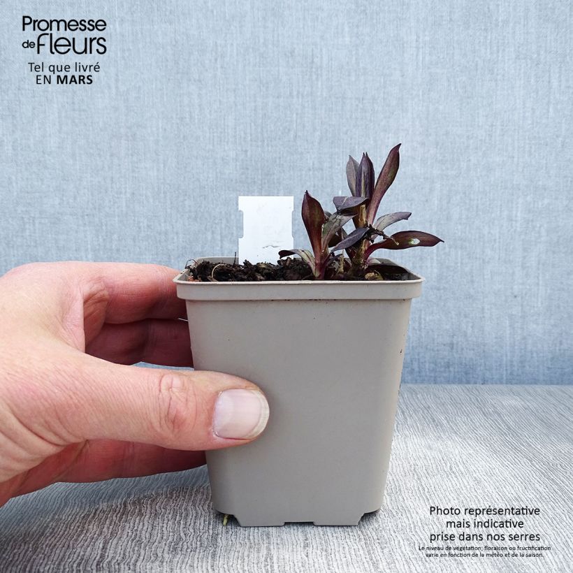 Phlox paniculata Eva Cullum Vasetto da 8/9 cm esemplare consegnato in primavera