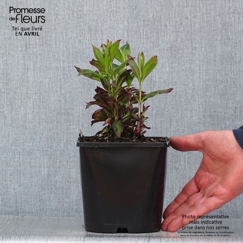 Phlox paniculata Famous Cerise Vaso da 1,5L/2L esemplare consegnato in primavera