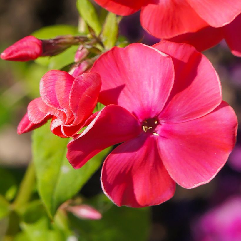 Phlox paniculata Famous Cerise (Fioritura)