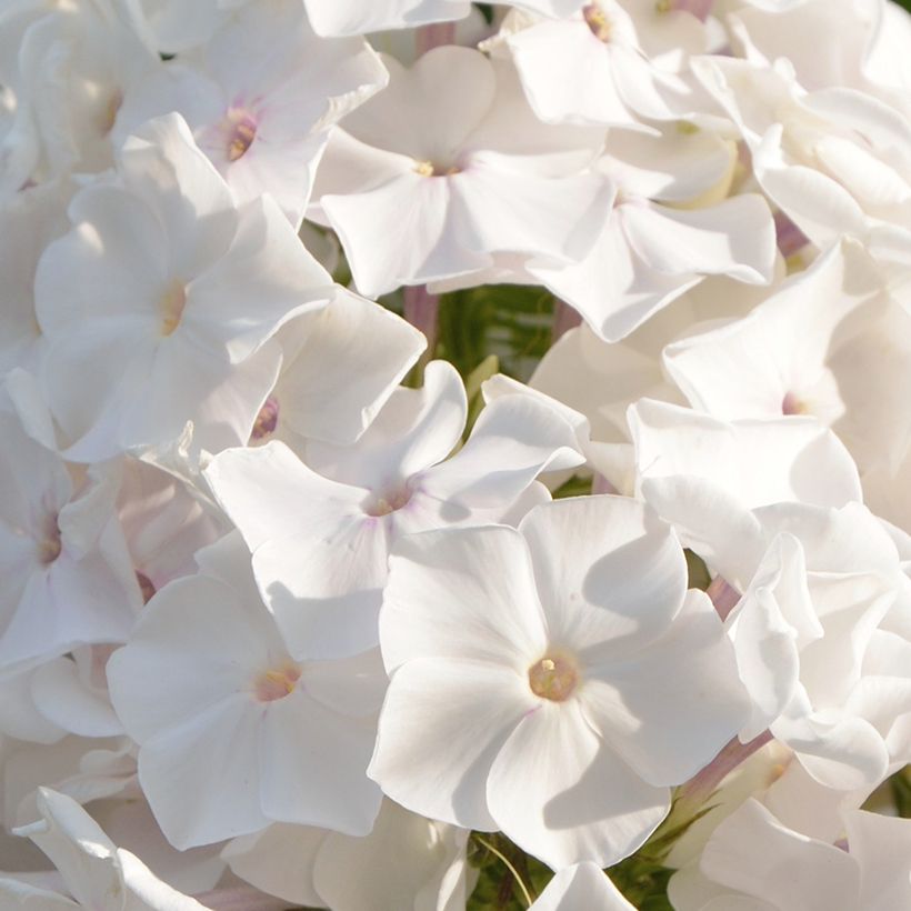 Phlox paniculata Famous White (Fioritura)
