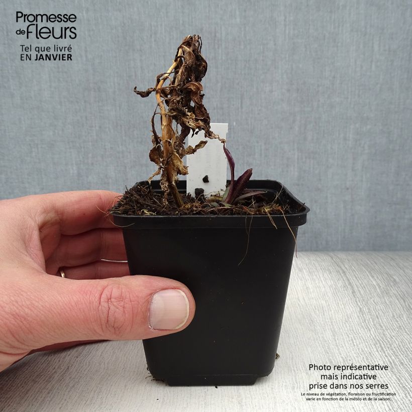 Phlox paniculata Flame Marine Vasetto da 8/9 cm esemplare consegnato in inverno