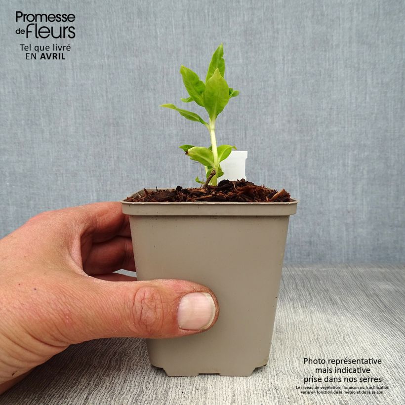 Phlox paniculata Flame White Imp. Vasetto da 8/9 cm esemplare consegnato in primavera