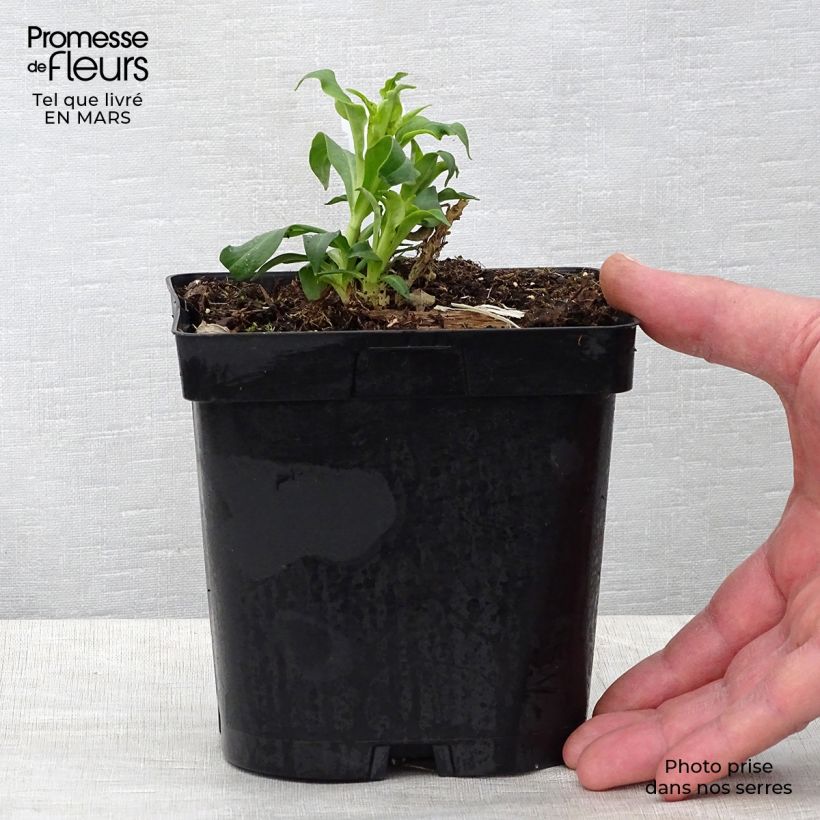 Phlox paniculata Fujiyama Vaso da 2L/3L esemplare consegnato in primavera