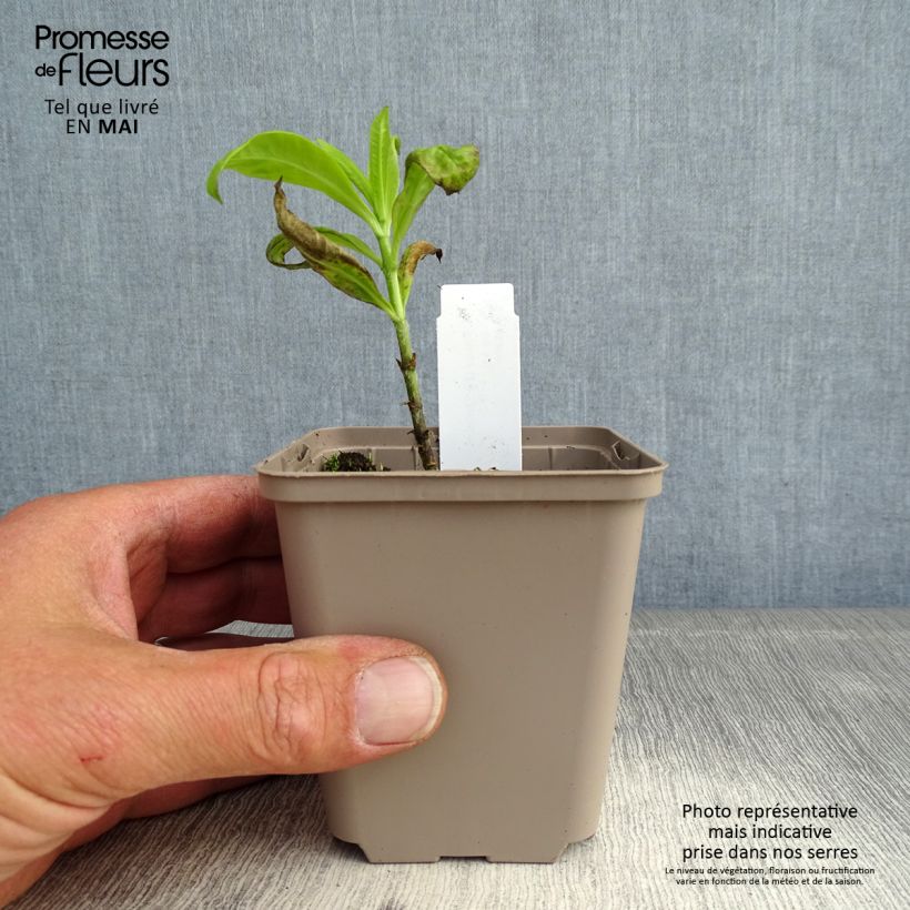 Example of Phlox paniculata Goldmine Vasetto da 8/9 cm as you get in printemps