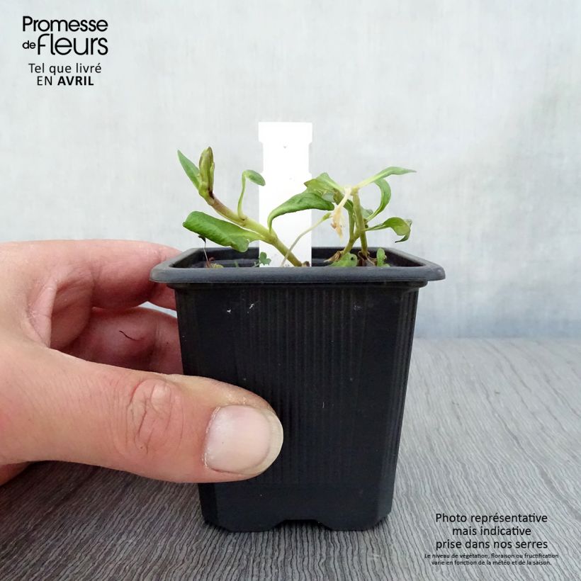 Phlox paniculata Graf Zeppelin Vasetto da 8/9 cm esemplare consegnato in primavera