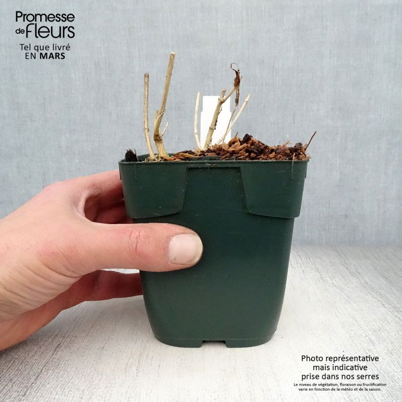 Phlox paniculata Jade Vasetto da 8/9 cm esemplare consegnato in primavera