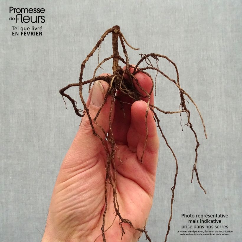 Phlox paniculata Jade Piante piccole a radice nuda esemplare consegnato in inverno