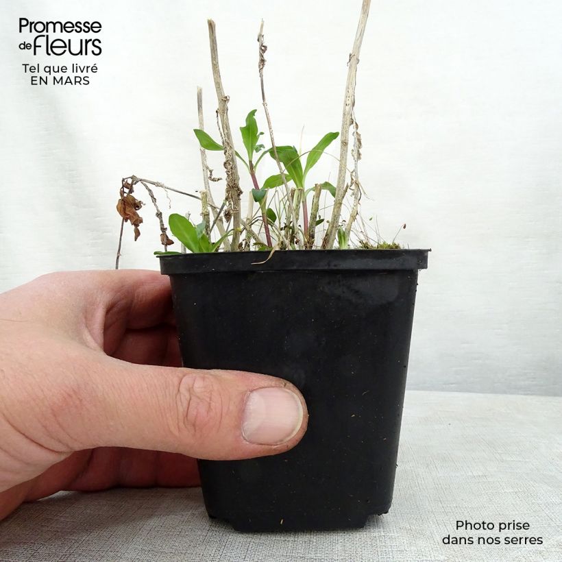 Phlox paniculata Judy Vasetto da 8/9 cm esemplare consegnato in primavera