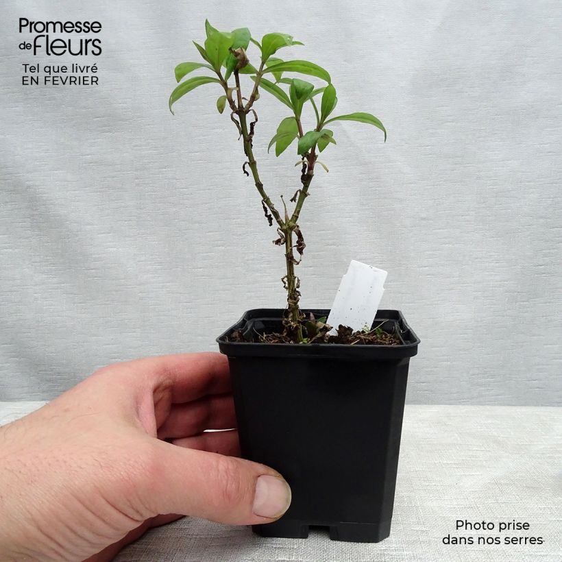 Example of Phlox paniculata Lichtspel Vasetto da 8/9 cm as you get in hiver