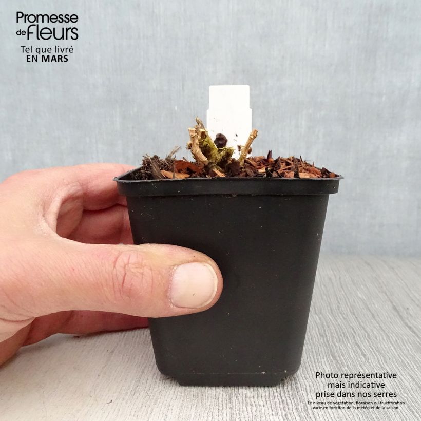 Phlox paniculata Lilac Times Vasetto da 8/9 cm esemplare consegnato in primavera