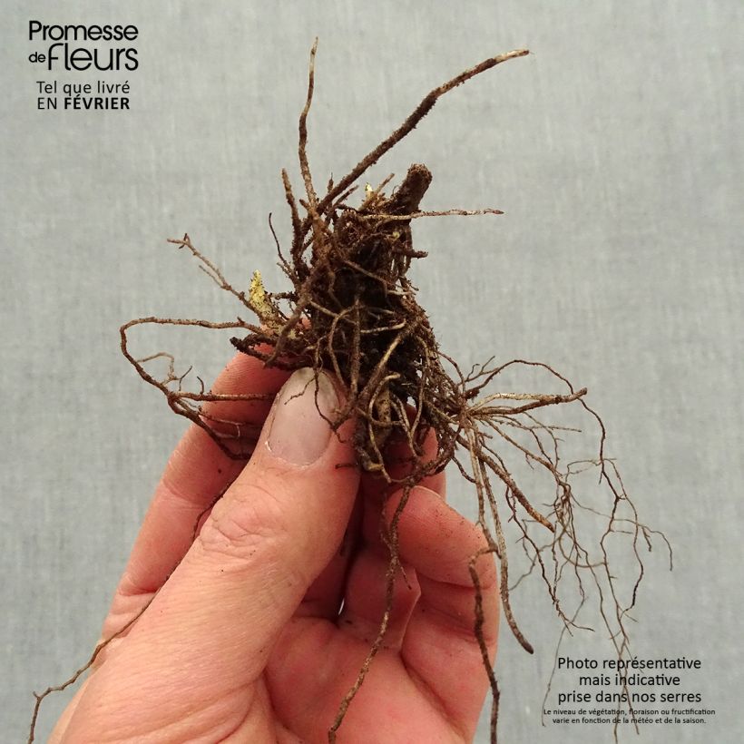 Phlox paniculata Mystic Green Piante piccole a radice nuda esemplare consegnato in inverno