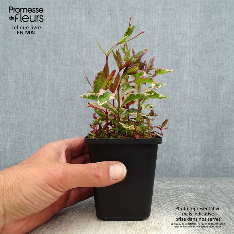 Phlox paniculata Olympus Vasetto da 8/9 cm esemplare consegnato in primavera