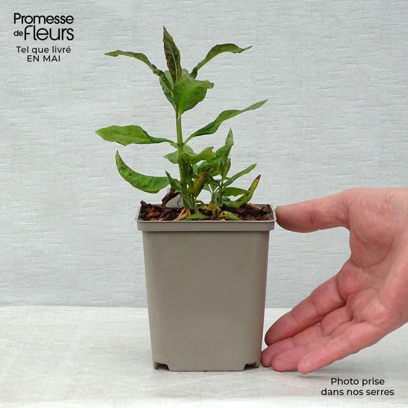 Example of Phlox paniculata Orange Perfection Vasetto da 7/8 cm as you get in printemps