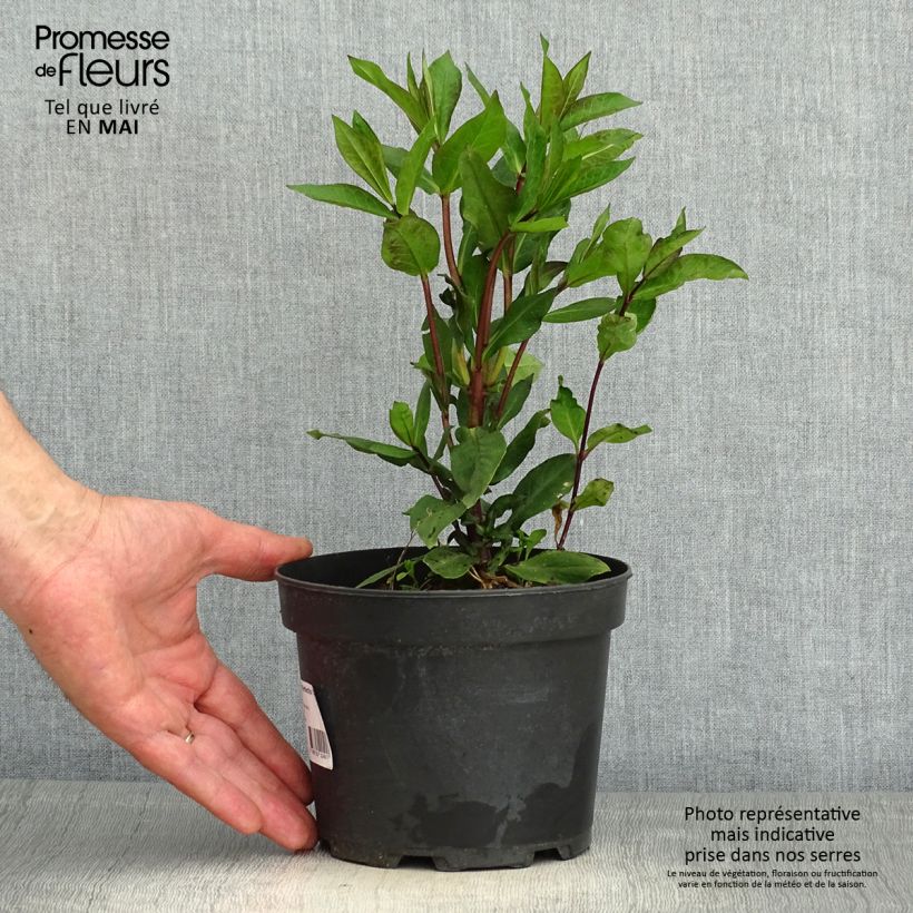 Example of Phlox paniculata Orange Perfection Vaso da 2L/3L as you get in printemps