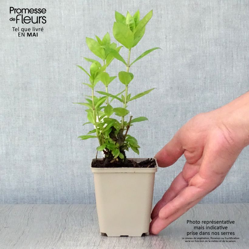 Phlox paniculata Red Flame Vasetto da 8/9 cm esemplare consegnato in primavera