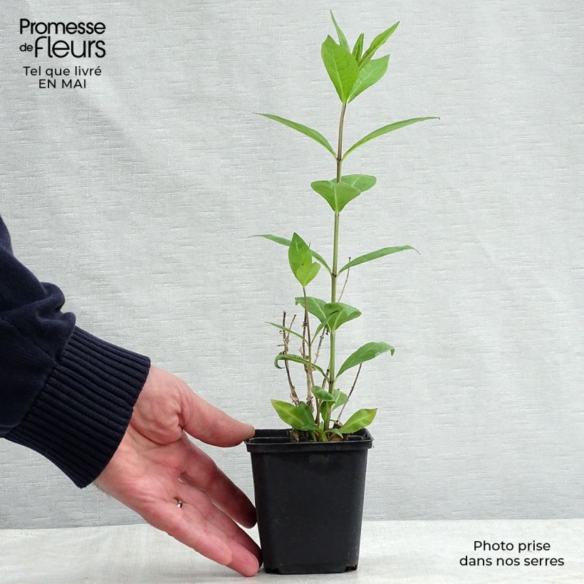 Example of Phlox paniculata Rosa Pastel Vasetto da 8/9 cm as you get in printemps