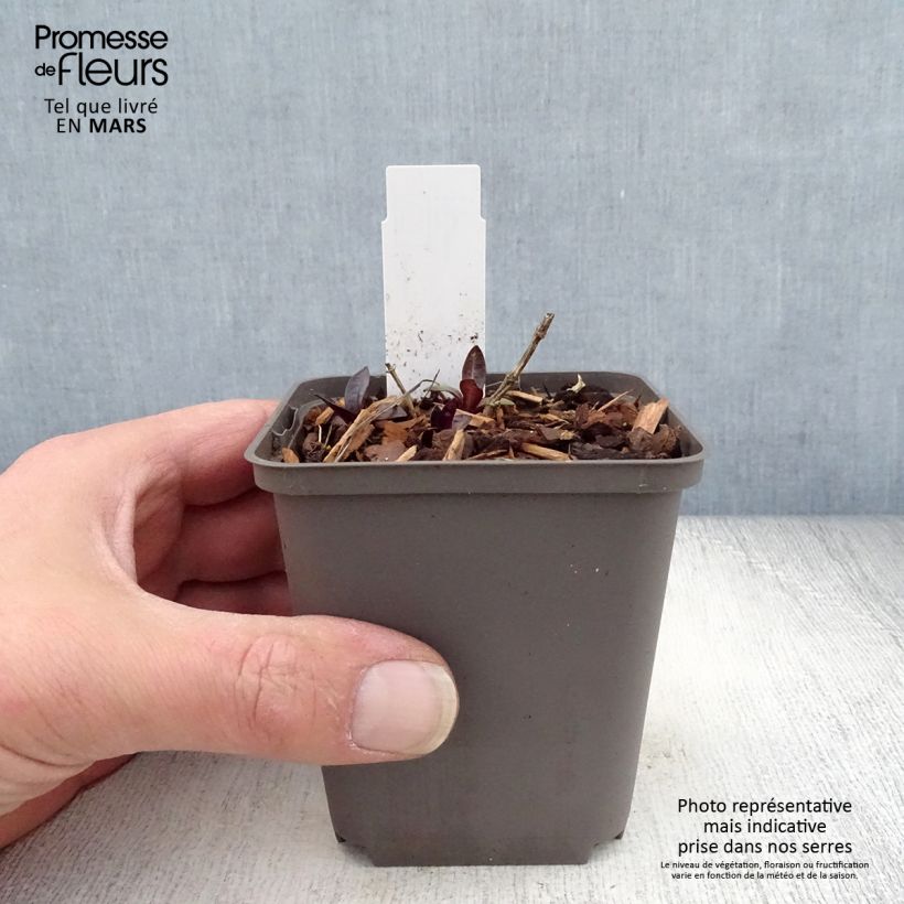 Phlox paniculata Septemberglut Vasetto da 8/9 cm esemplare consegnato in primavera