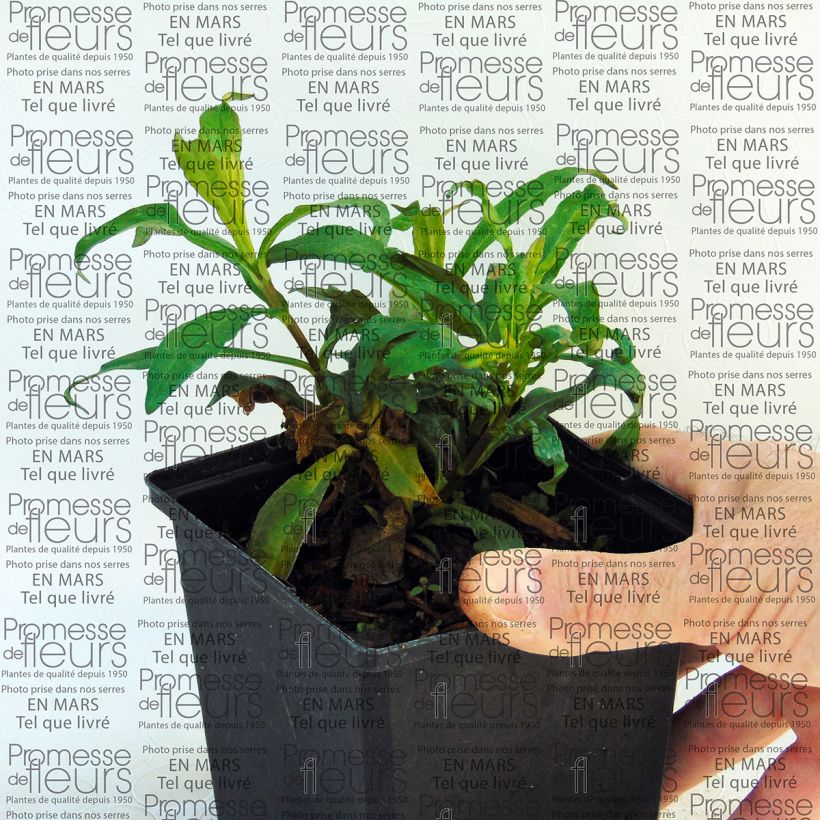 Esempio di esemplare Phlox paniculata Sherbet Blend Vaso da Ø 10 cm/11 cm come consegnato