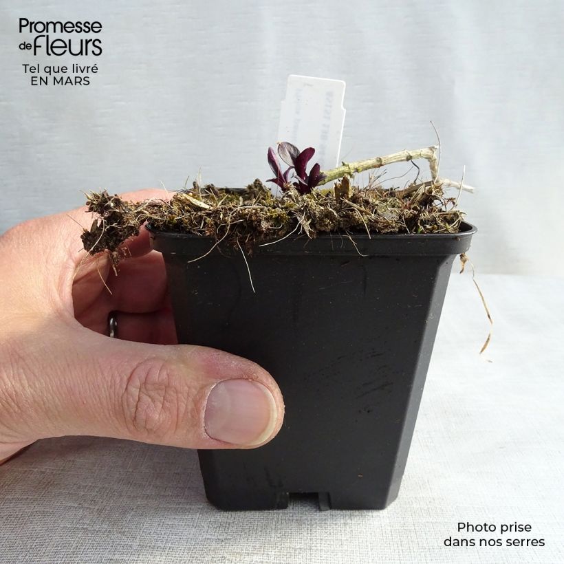 Example of Phlox paniculata Starfire Vasetto da 8/9 cm as you get in printemps