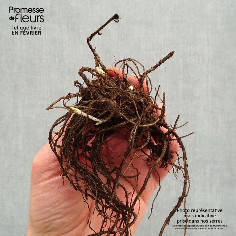 Phlox paniculata Stars and Stripes Piante piccole a radice nuda esemplare consegnato in inverno