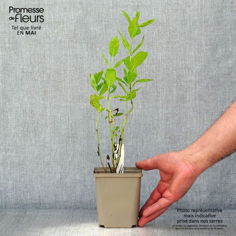 Phlox paniculata Tequila Sunrise Vasetto da 8/9 cm esemplare consegnato in primavera