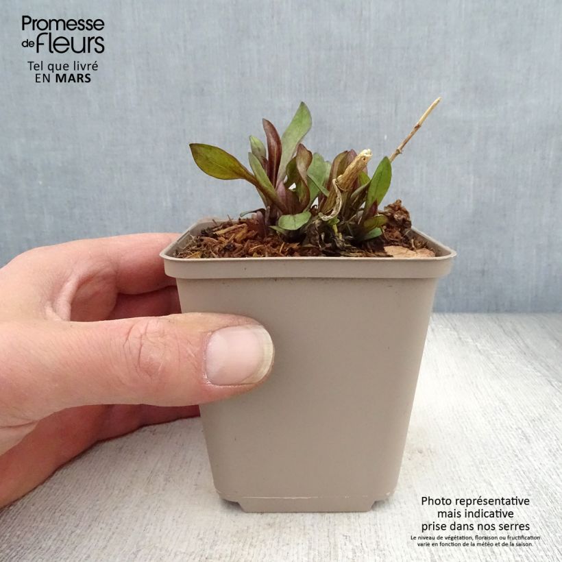 Phlox paniculata The King Vasetto da 8/9 cm esemplare consegnato in primavera